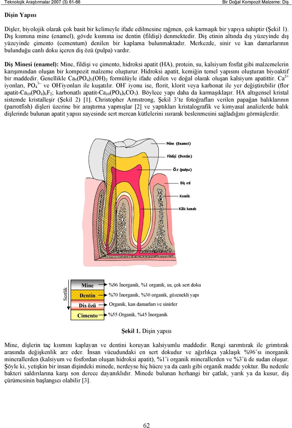 Merkezde, sinir ve kan damarlarının bulunduğu canlı doku içeren diş özü (pulpa) vardır.
