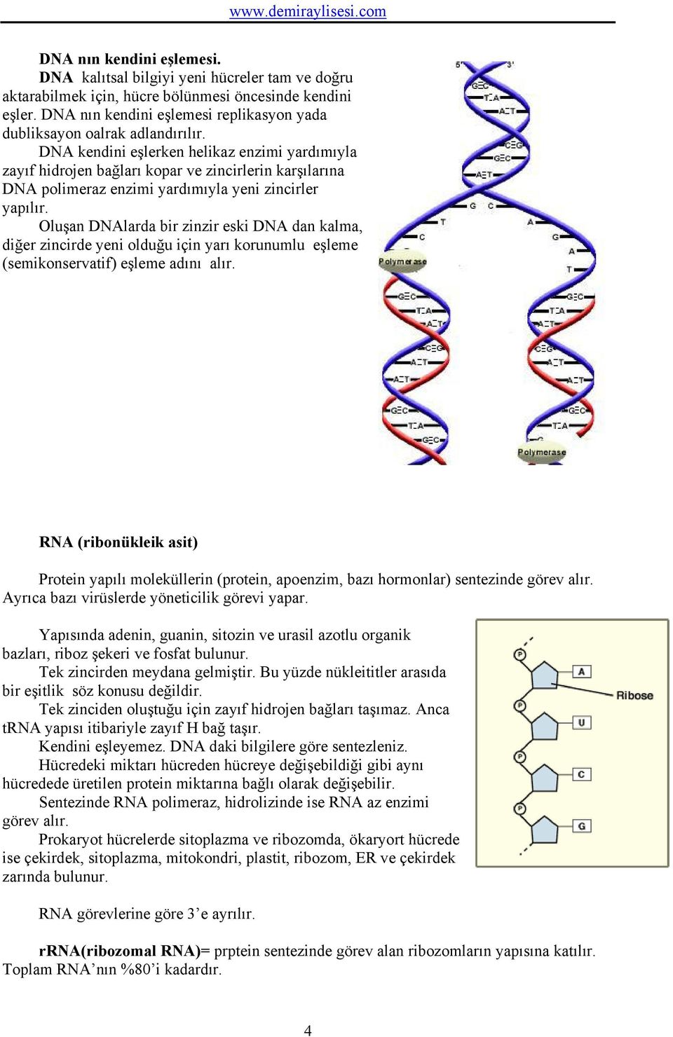 DNA kendini eşlerken helikaz enzimi yardımıyla zayıf hidrojen bağları kopar ve zincirlerin karşılarına DNA polimeraz enzimi yardımıyla yeni zincirler yapılır.
