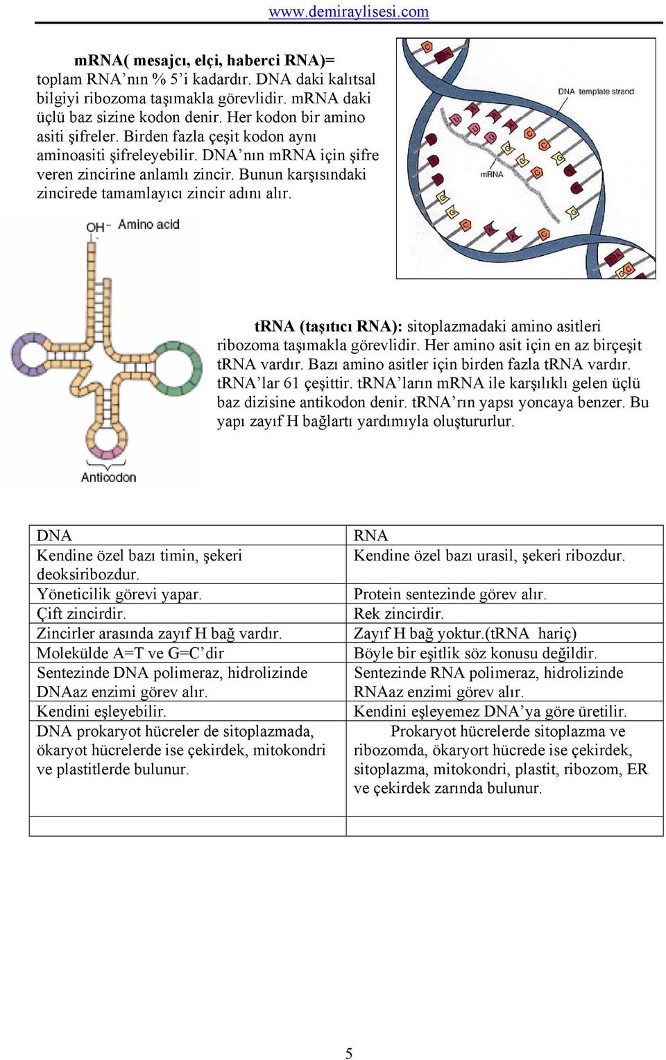trna (taşıtıcı RNA): sitoplazmadaki amino asitleri ribozoma taşımakla görevlidir. Her amino asit için en az birçeşit trna vardır. Bazı amino asitler için birden fazla trna vardır.