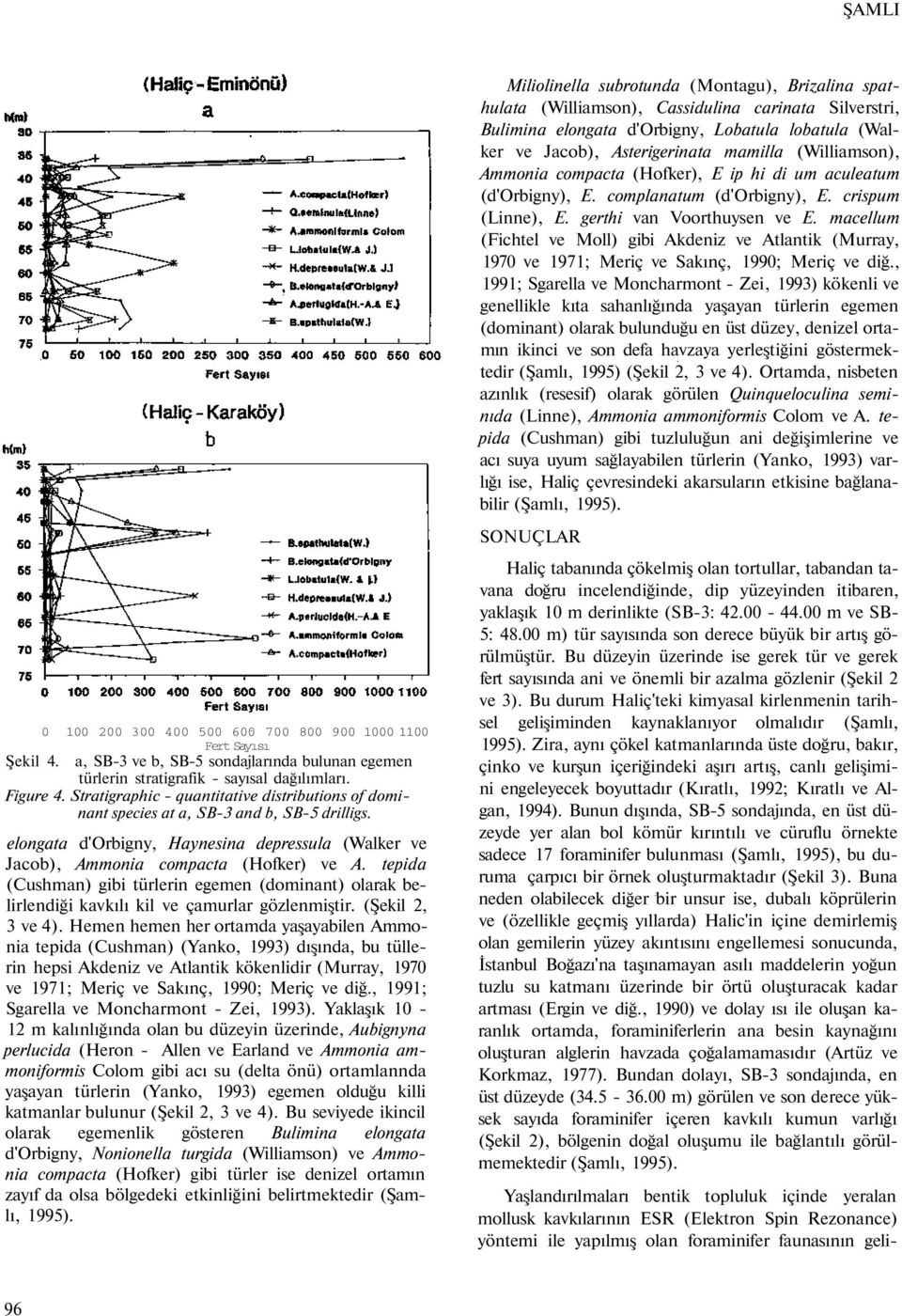 macellum (Fichtel ve Moll) gibi Akdeniz ve Atlantik (Murray, 1970 ve 1971; Meriç ve Sakınç, 1990; Meriç ve diğ.