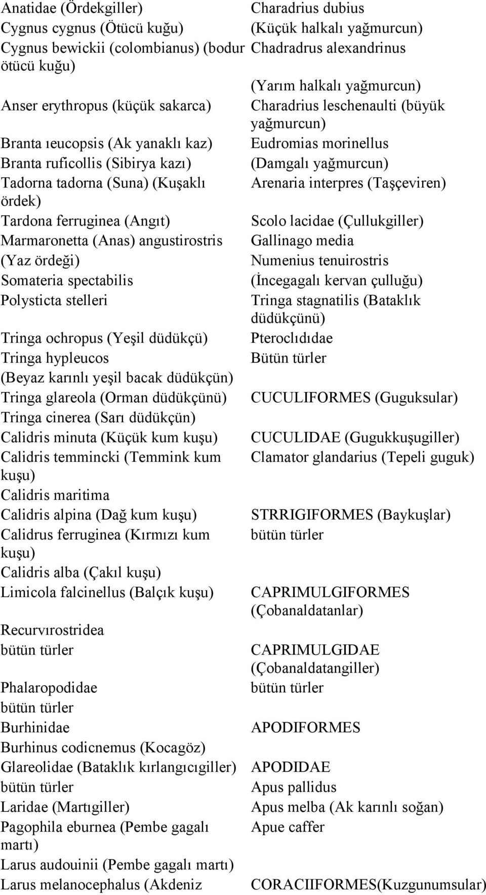 (Kuşaklı Arenaria interpres (Taşçeviren) ördek) Tardona ferruginea (Angıt) Scolo lacidae (Çullukgiller) Marmaronetta (Anas) angustirostris Gallinago media (Yaz ördeği) Numenius tenuirostris Somateria