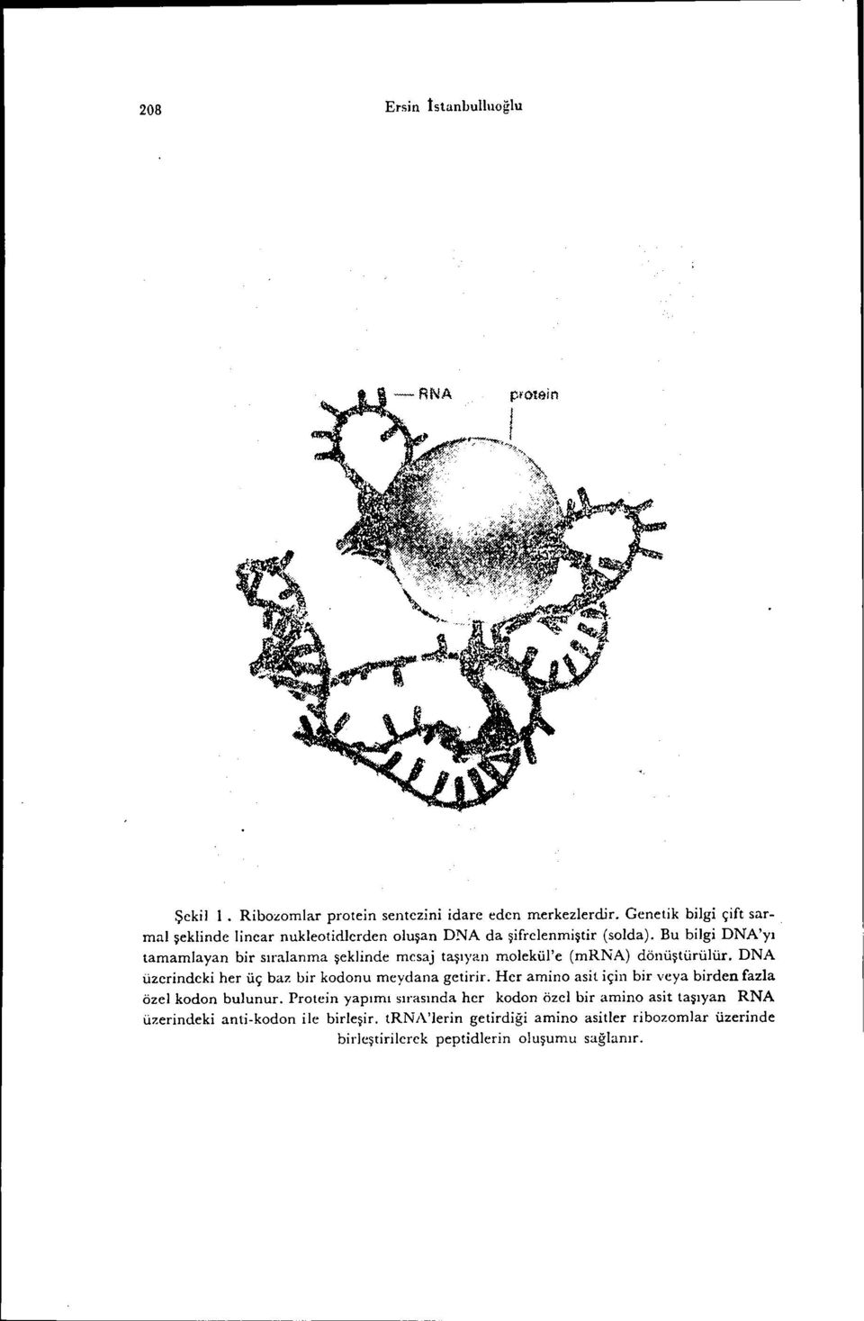 Bu bilgi DNA'yl tamamlayan bir sıralanma şeklinde mesaj taşıyan molekül'e (mrna) dönüştürülür. DNA üzerindeki her üç baz bir kodonu meydana getirir.