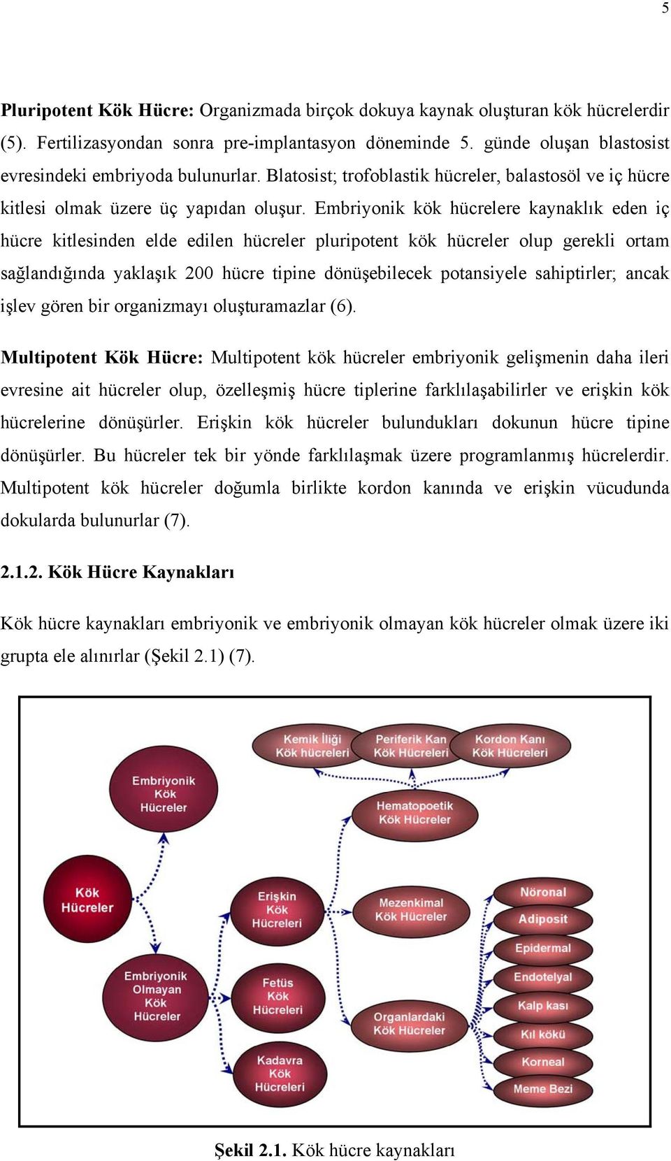 Embriyonik kök hücrelere kaynaklık eden iç hücre kitlesinden elde edilen hücreler pluripotent kök hücreler olup gerekli ortam sağlandığında yaklaşık 200 hücre tipine dönüşebilecek potansiyele