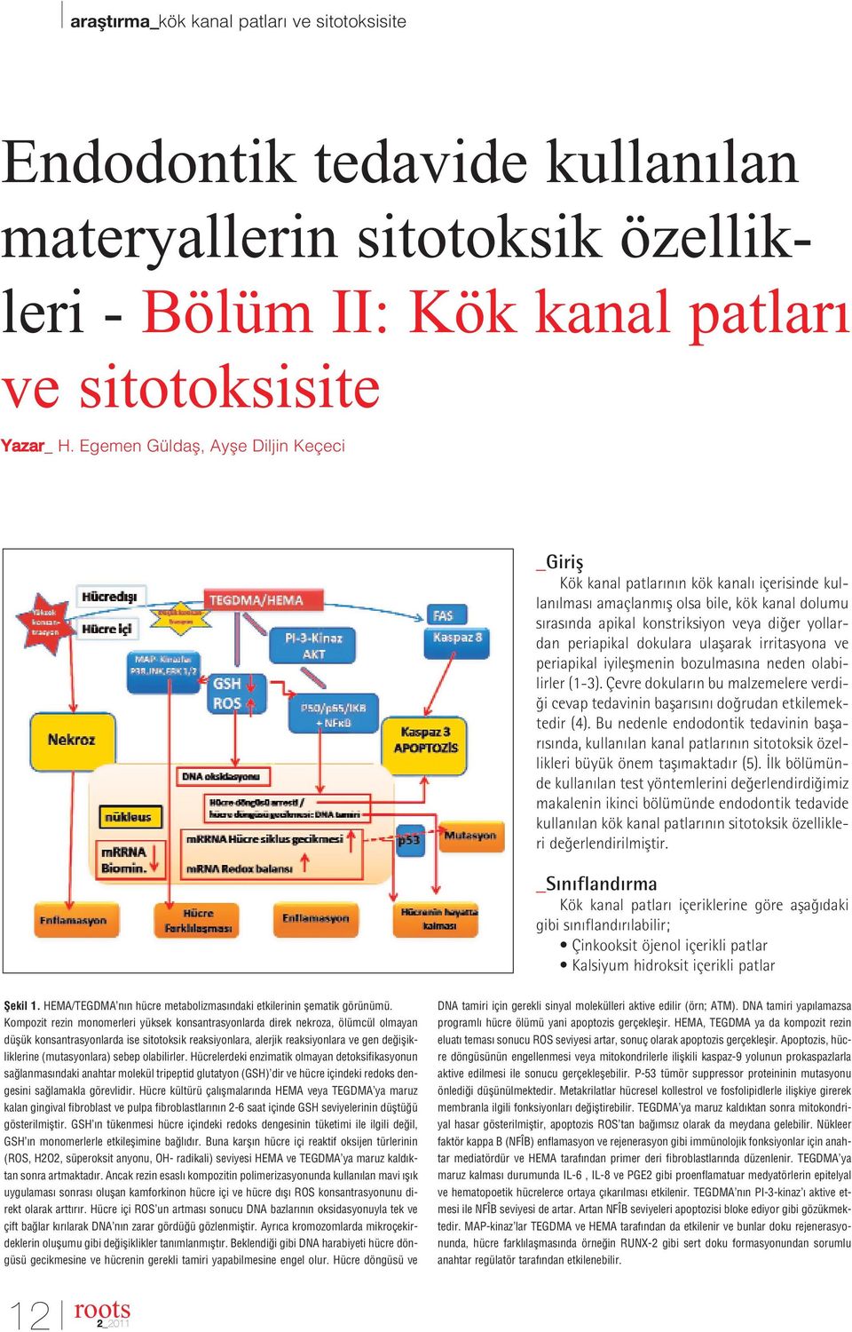 periapikal dokulara ulaflarak irritasyona ve periapikal iyileflmenin bozulmas na neden olabilirler (1-3).