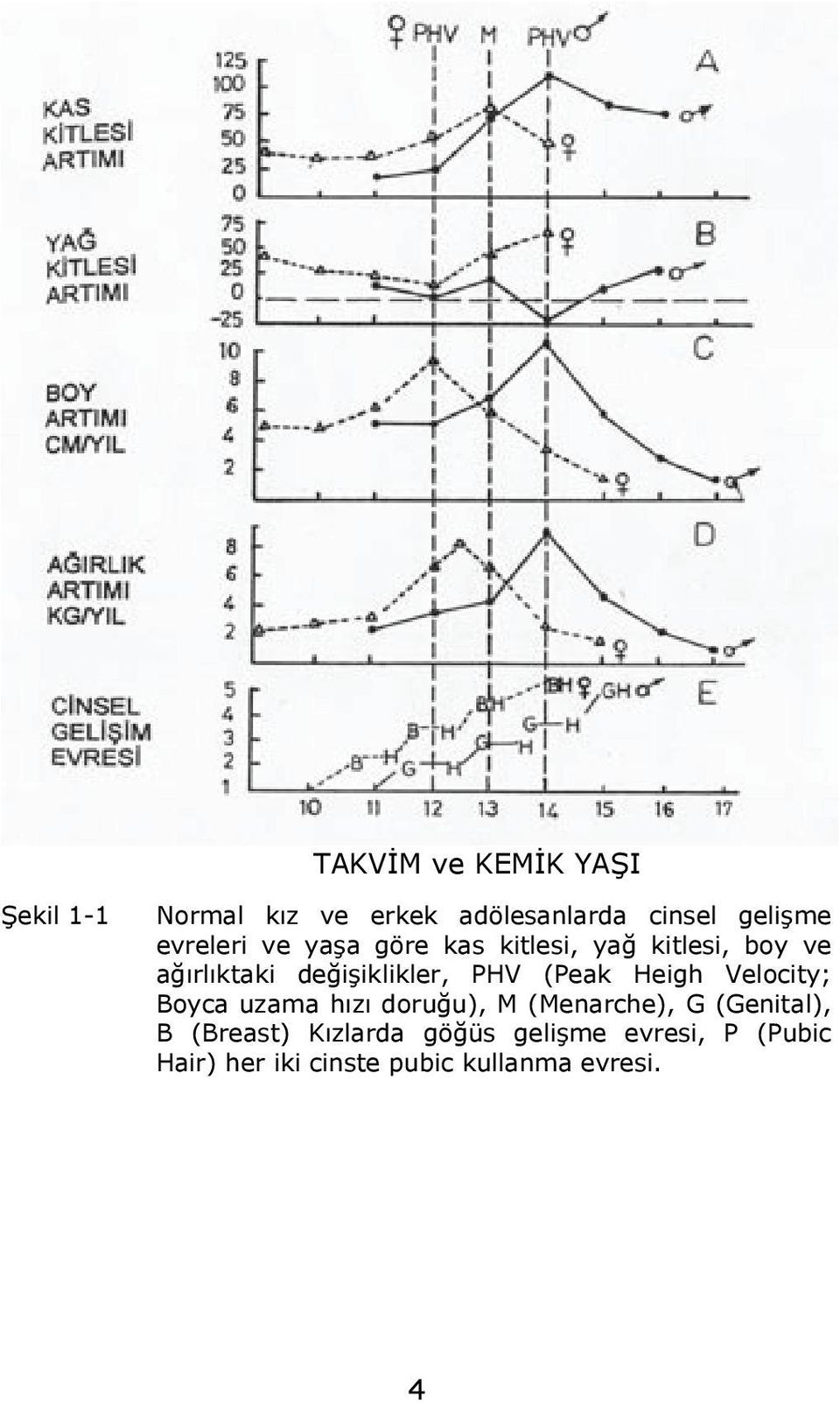 PHV (Peak Heigh Velocity; Boyca uzama hızı doruğu), M (Menarche), G (Genital), B