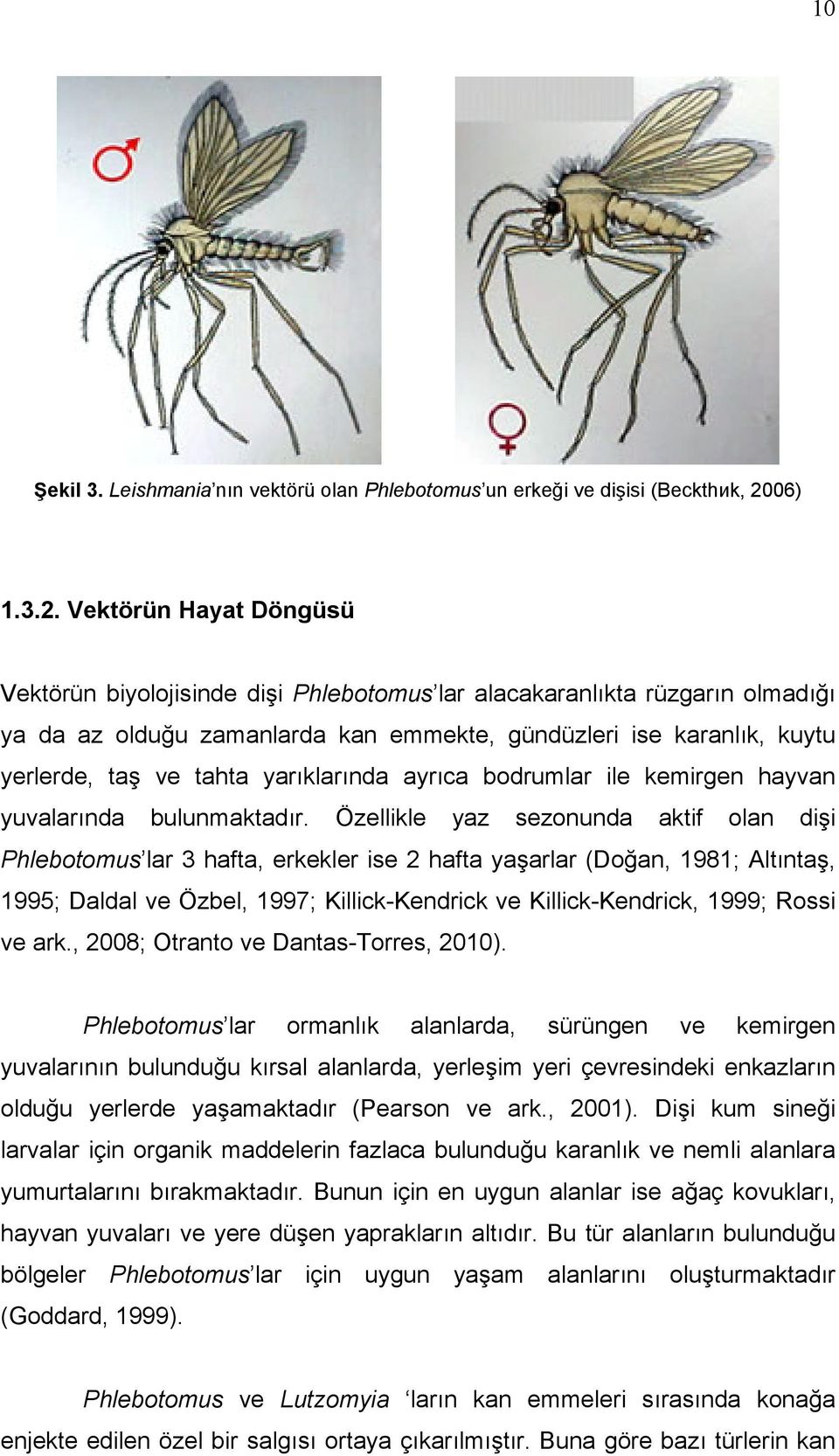 Vektörün Hayat Döngüsü Vektörün biyolojisinde dişi Phlebotomus lar alacakaranlıkta rüzgarın olmadığı ya da az olduğu zamanlarda kan emmekte, gündüzleri ise karanlık, kuytu yerlerde, taş ve tahta