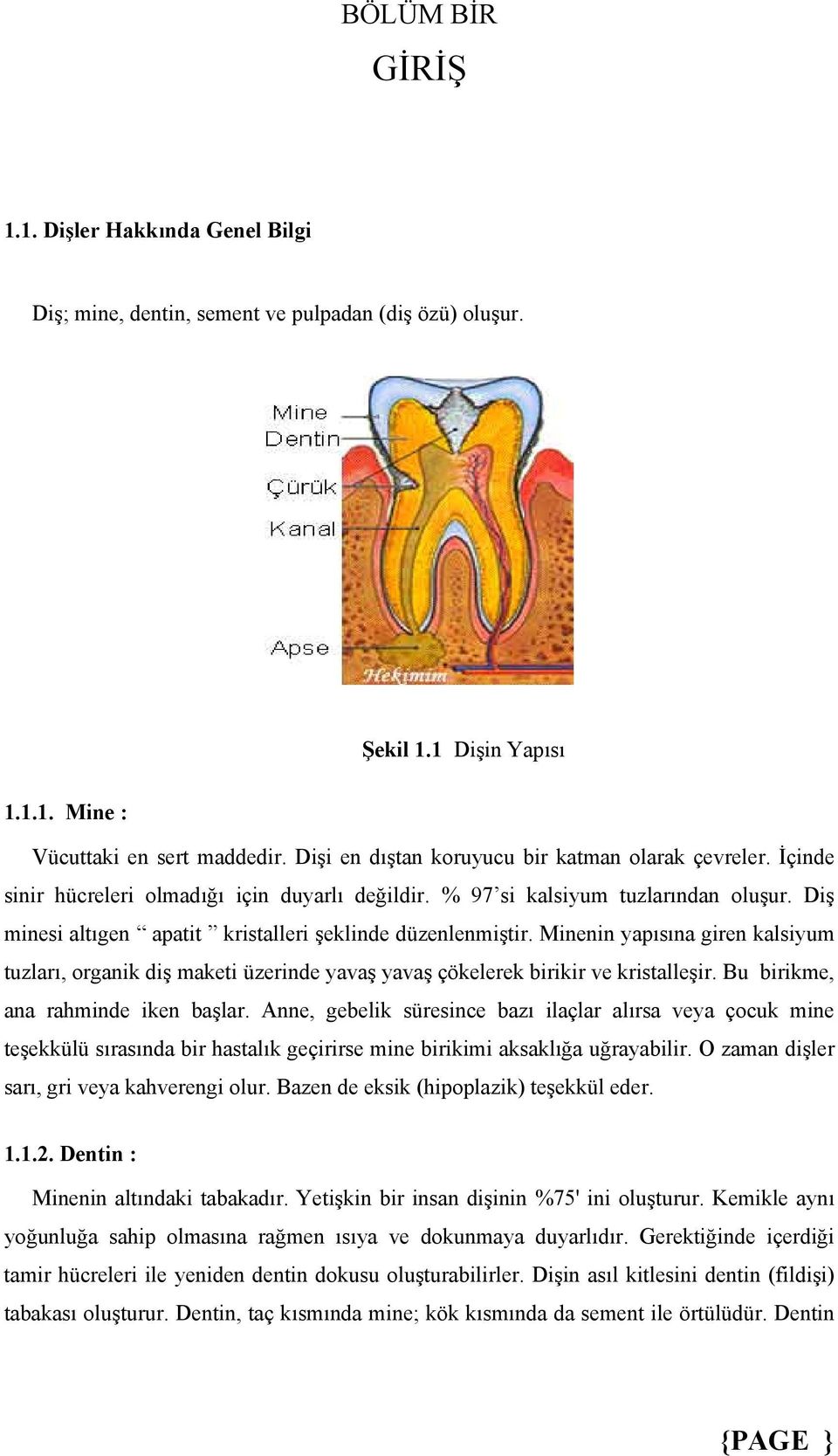 Diş minesi altıgen apatit kristalleri şeklinde düzenlenmiştir. Minenin yapısına giren kalsiyum tuzları, organik diş maketi üzerinde yavaş yavaş çökelerek birikir ve kristalleşir.