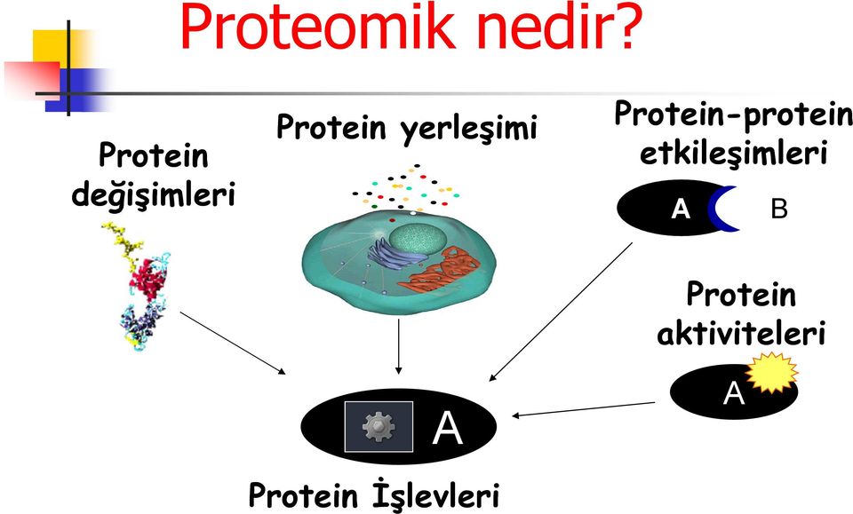 yerleşimi Protein-protein