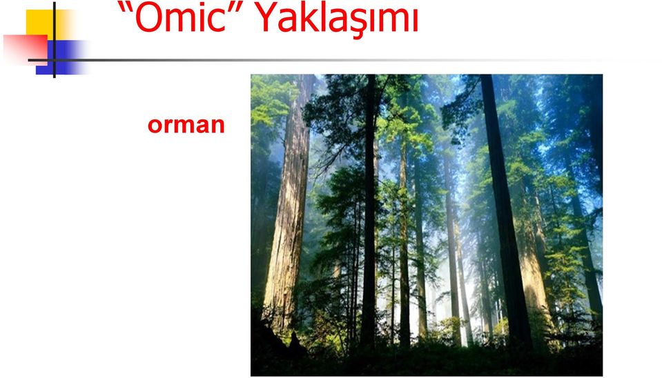 orman