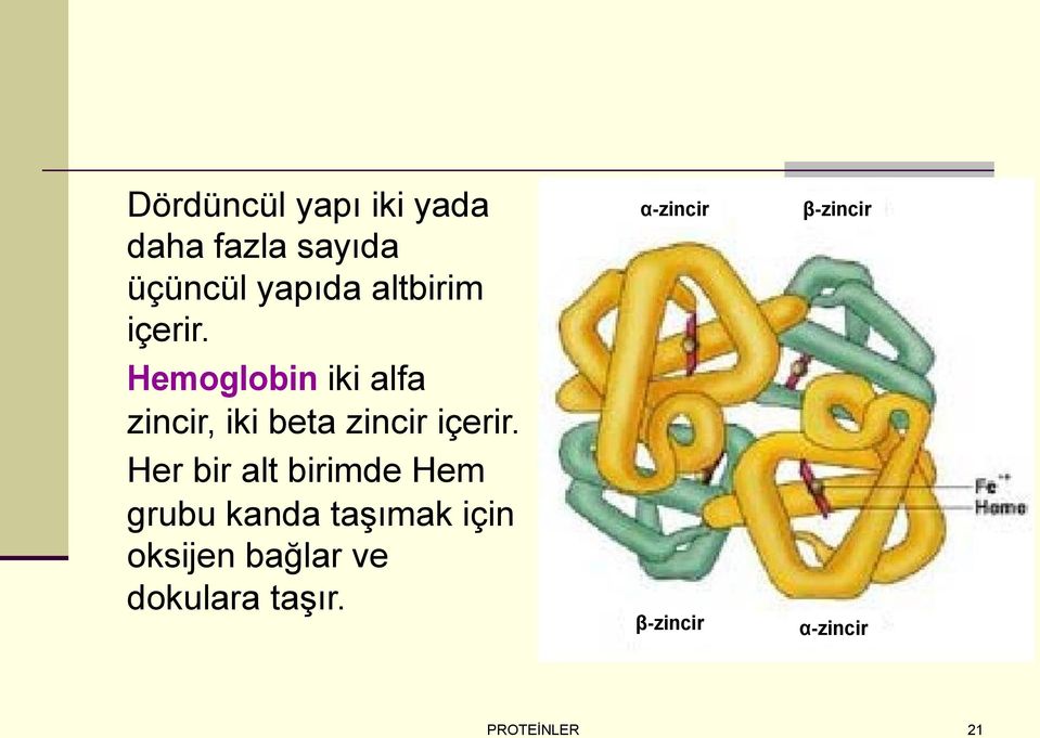 Hemoglobin iki alfa zincir, iki beta zincir içerir.