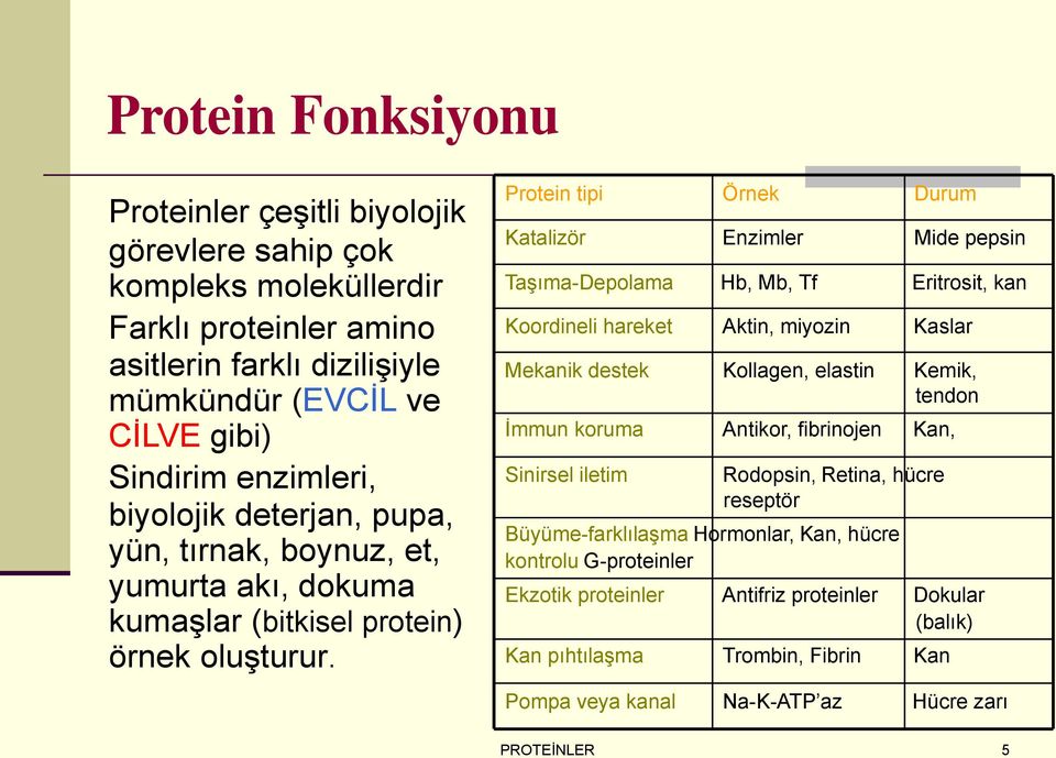 Protein tipi Örnek Durum Katalizör Enzimler Mide pepsin Taşıma-Depolama Hb, Mb, Tf Koordineli hareket Aktin, miyozin Mekanik destek İmmun koruma Sinirsel iletim Eritrosit, kan Kaslar Kollagen,