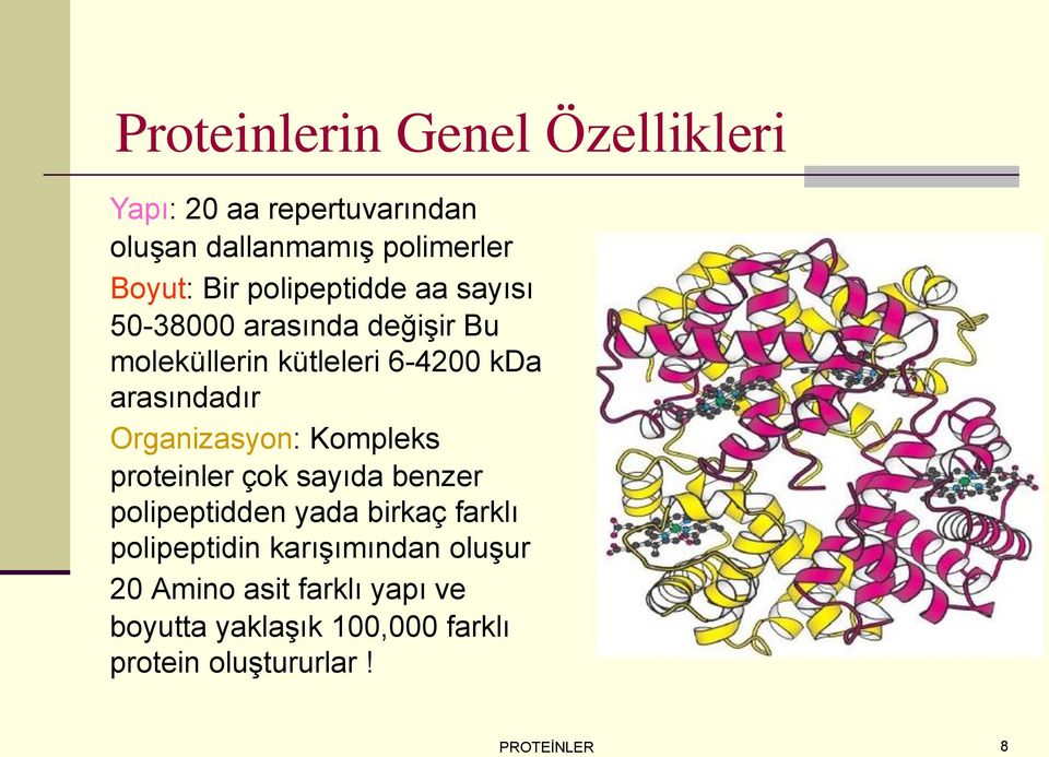 Organizasyon: Kompleks proteinler çok sayıda benzer polipeptidden yada birkaç farklı polipeptidin