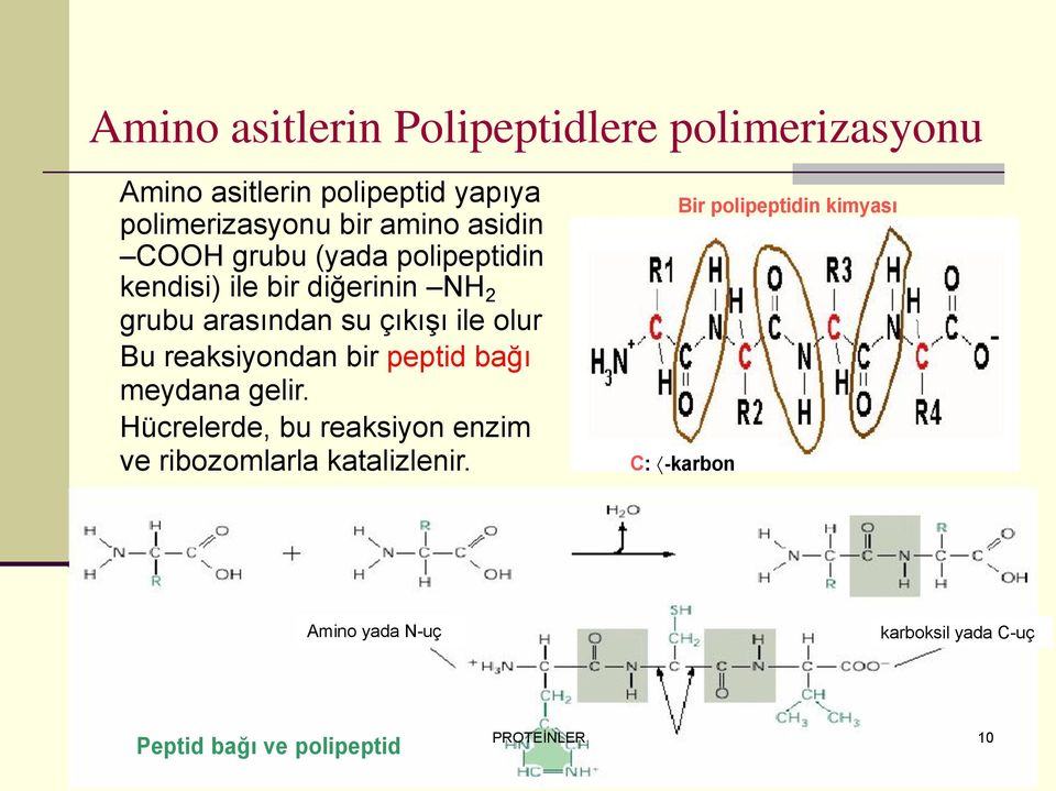 reaksiyondan bir peptid bağı meydana gelir. Hücrelerde, bu reaksiyon enzim ve ribozomlarla katalizlenir.