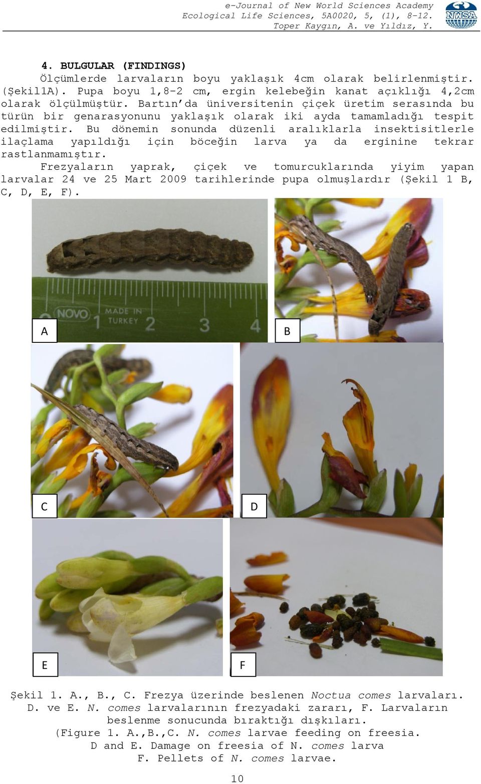 Bu dönemin sonunda düzenli aralıklarla insektisitlerle ilaçlama yapıldığı için böceğin larva ya da erginine tekrar rastlanmamıştır.