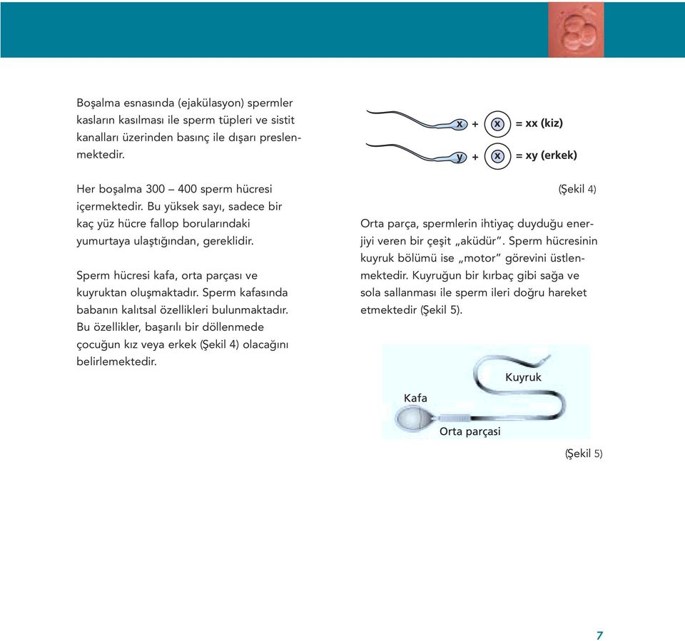 Sperm kafasında babanın kalıtsal özellikleri bulunmaktadır. Bu özellikler, başarılı bir döllenmede çocuğun kız veya erkek (Şekil 4) olacağını belirlemektedir.