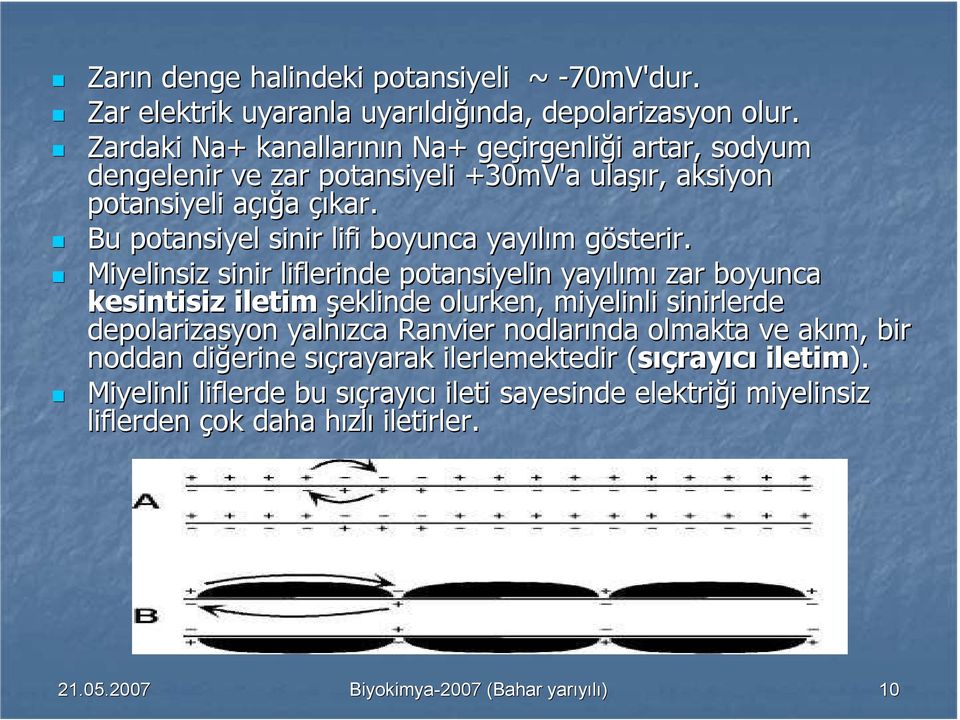 Bu potansiyel sinir lifi boyunca yayılım m gösterir.