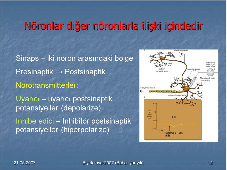 uyarıcı postsinaptik potansiyeller (depolarize) Inhibe edici Inhibitör