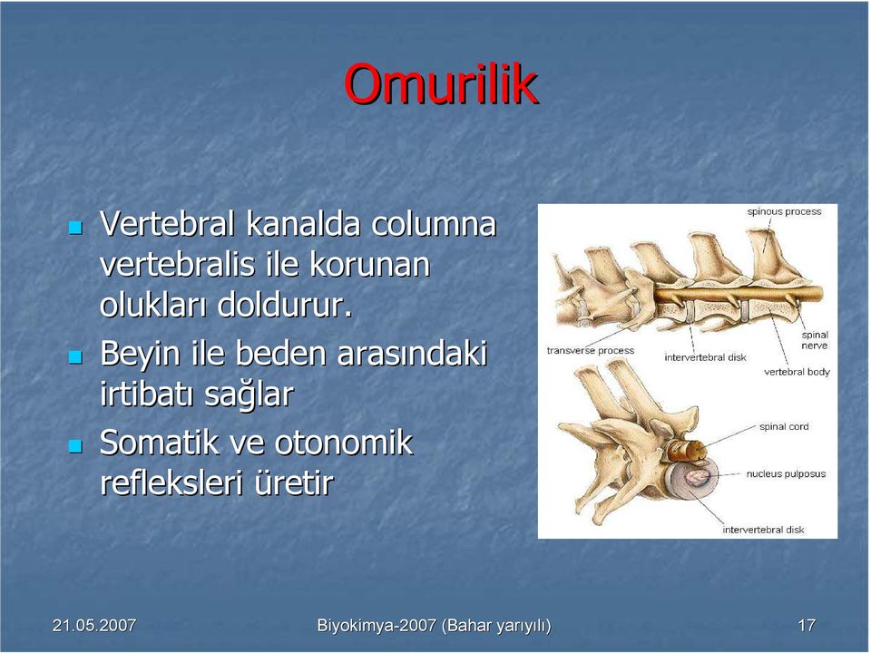 Beyin ile beden arasındaki irtibatı sağlar Somatik