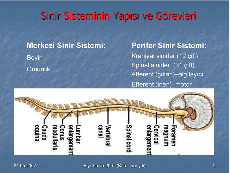 çift) Spinal sinirler (31 çift) Afferent (çıkan) algılayıcı