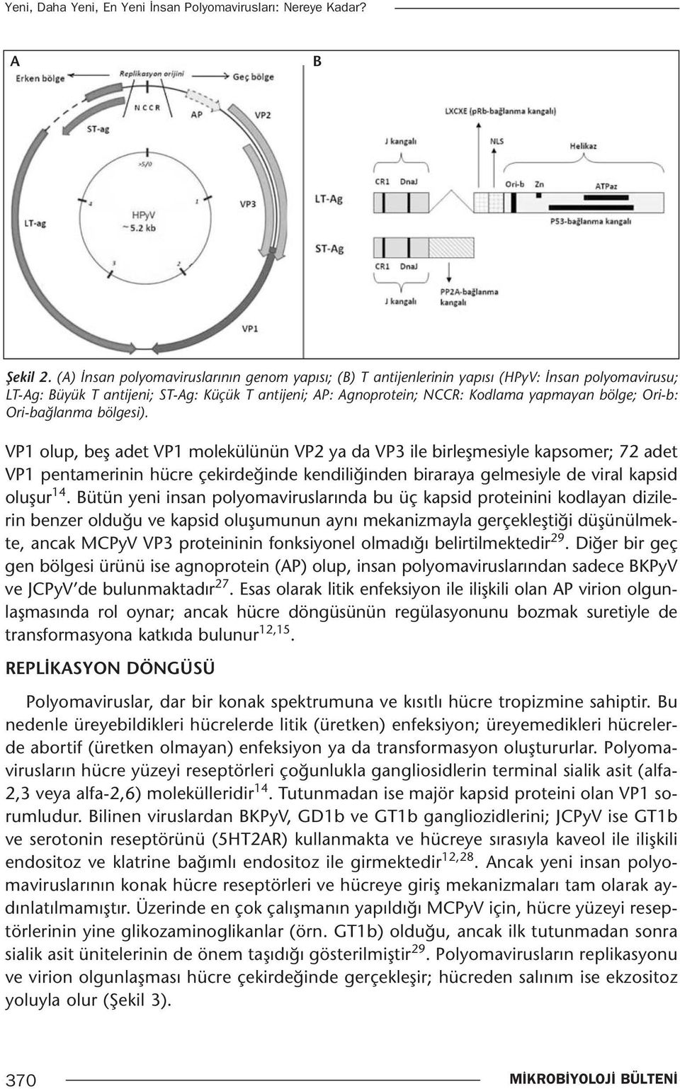 Ori-b: Ori-bağlanma bölgesi).