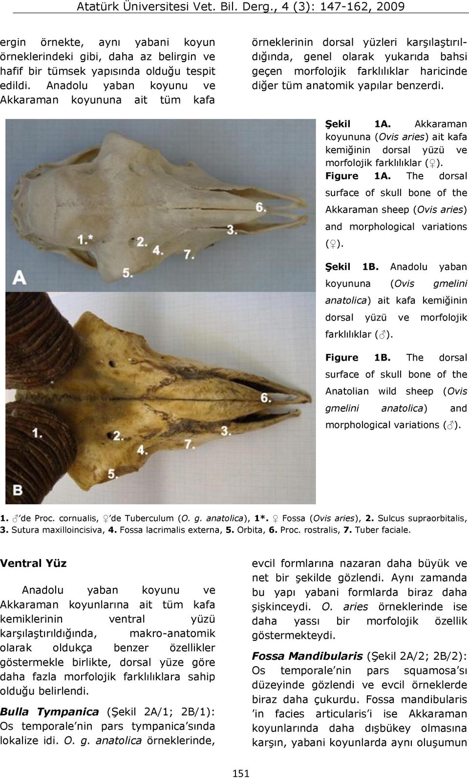 yapılar benzerdi. Şekil 1A. Akkaraman koyununa (Ovis aries) ait kafa kemiğinin dorsal yüzü ve morfolojik farklılıklar ( ). Figure 1A.