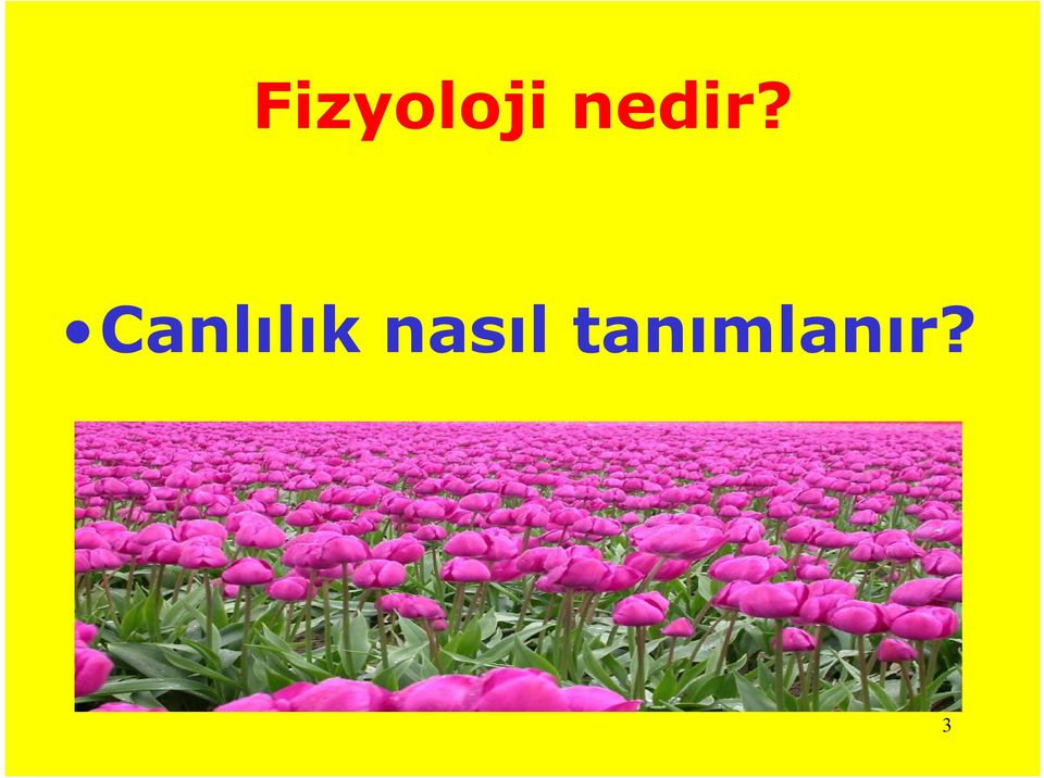 Canlılık