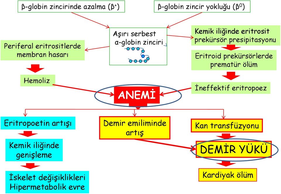 Eritroid prekürsörlerde prematür ölüm İneffektif eritropoez Eritropoetin artışı Kemik iliğinde