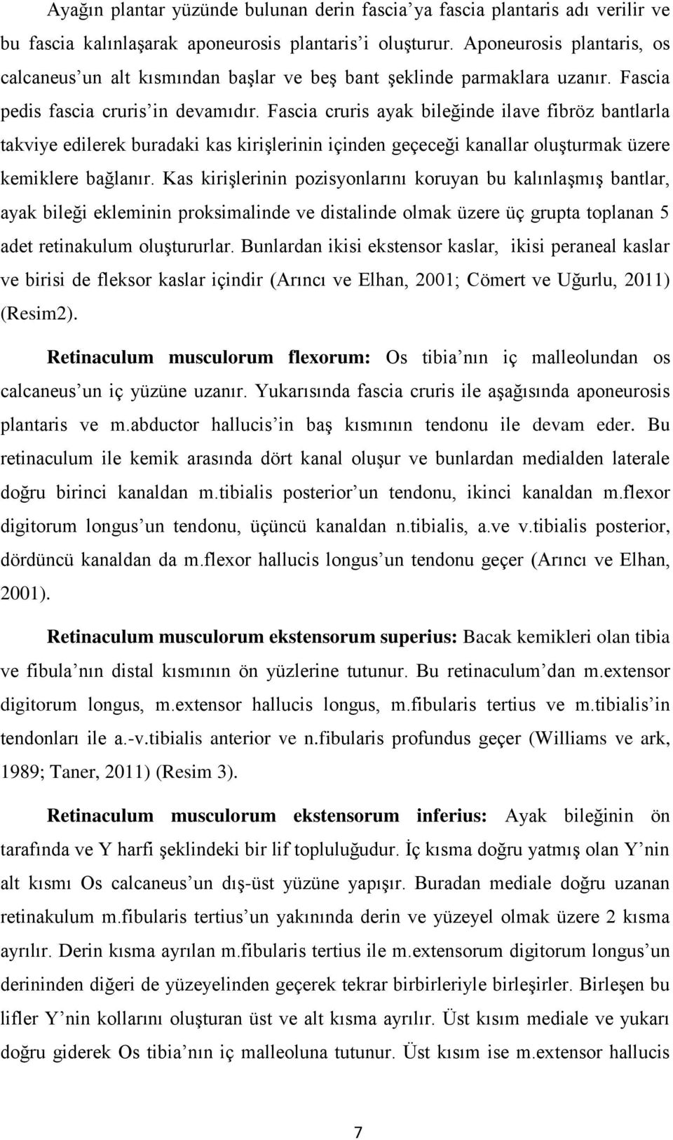 Fascia cruris ayak bileğinde ilave fibröz bantlarla takviye edilerek buradaki kas kiriģlerinin içinden geçeceği kanallar oluģturmak üzere kemiklere bağlanır.