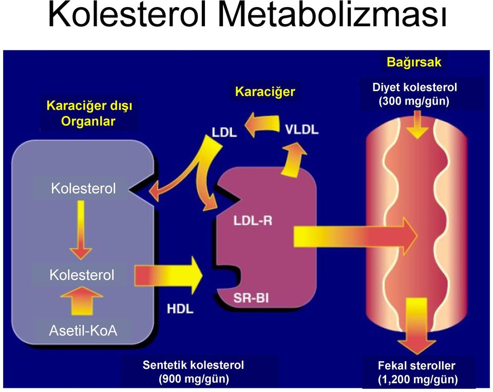 Kolesterol Kolesterol Asetil-KoA Sentetik