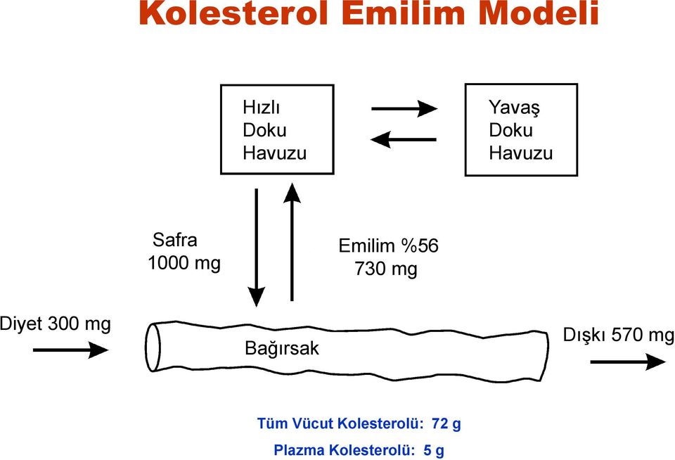 730 mg Diyet 300 mg Bağırsak Dışkı 570 mg