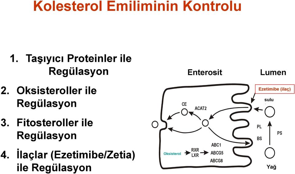 Oksisteroller ile Regülasyon CE ACAT2 Ezetimibe (ilaç) Aqueous sulu 3.