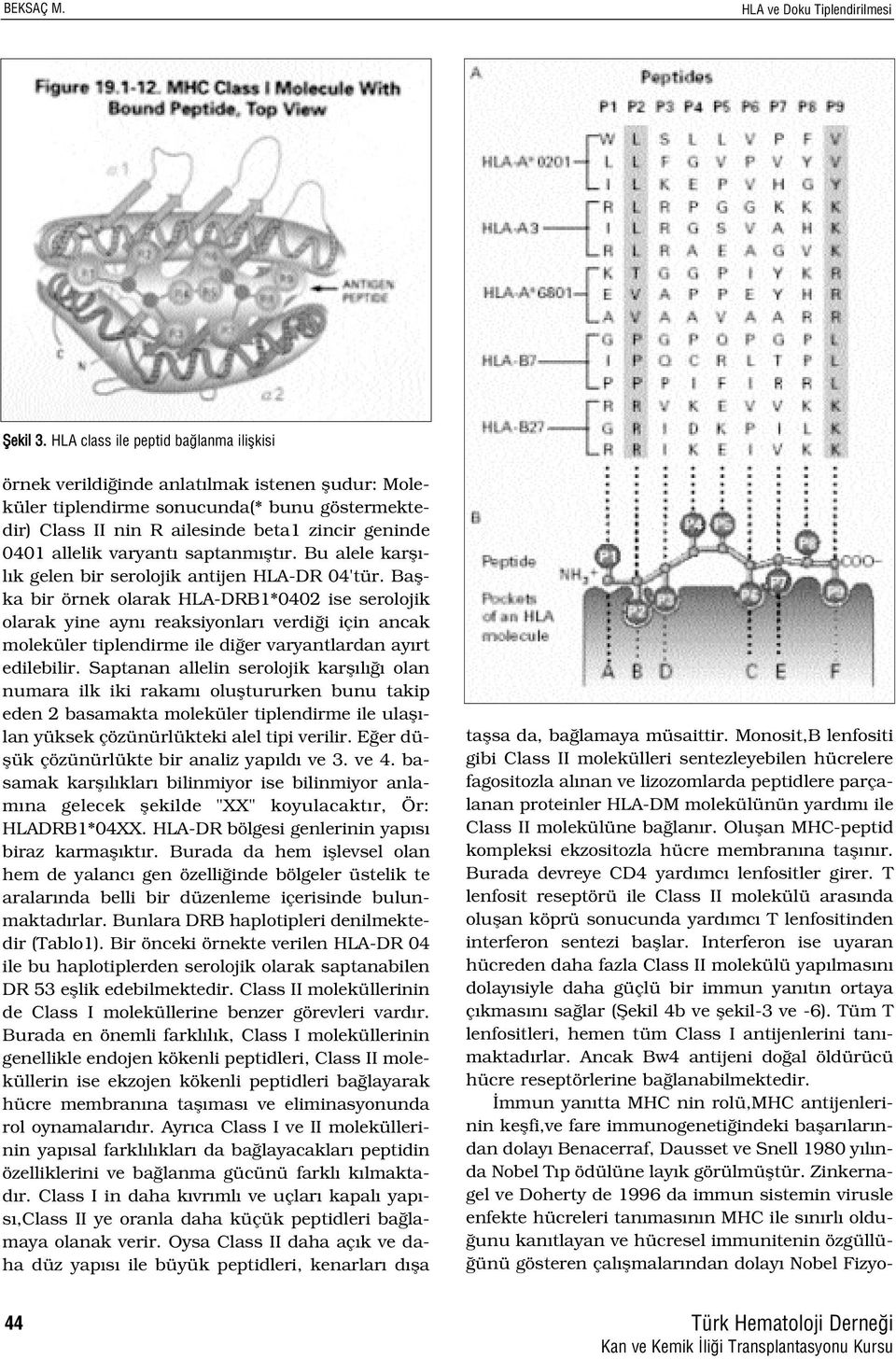 Oluflan MHC-peptid kompleksi ekzositozla hücre membran na tafl n r. Burada devreye CD4 yard mc lenfositler girer.