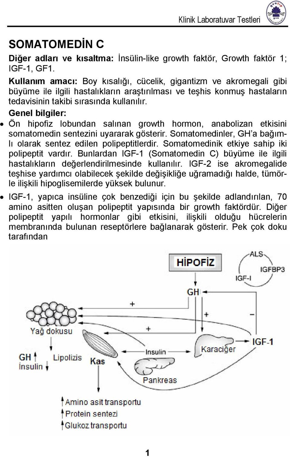 Genel bilgiler: Ön hipofiz lobundan salınan growth hormon, anabolizan etkisini somatomedin sentezini uyararak gösterir. Somatomedinler, GH a bağımlı olarak sentez edilen polipeptitlerdir.