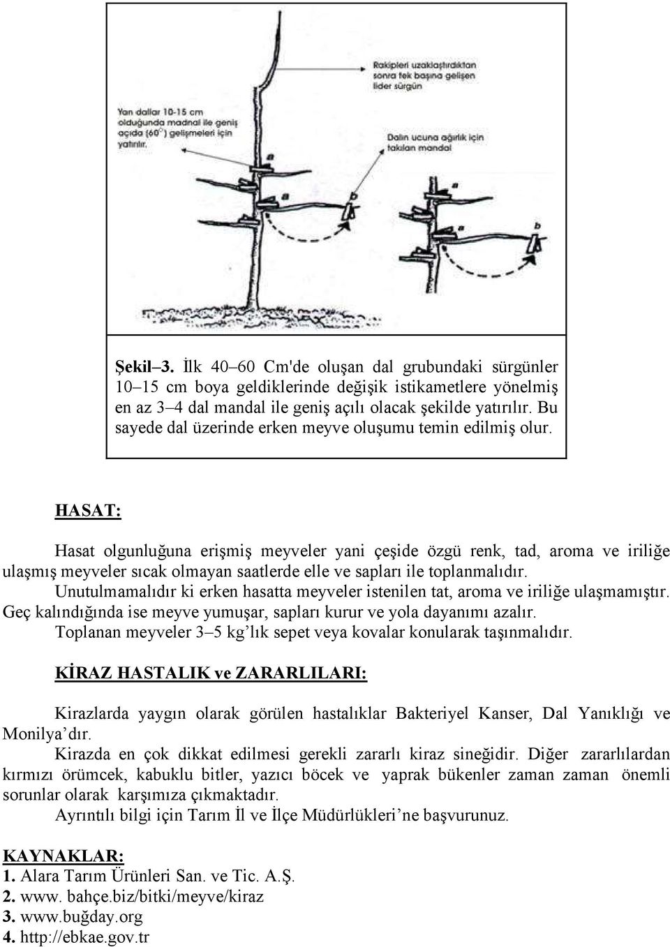 HASAT: Hasat olgunluğuna erişmiş meyveler yani çeşide özgü renk, tad, aroma ve iriliğe ulaşmış meyveler sıcak olmayan saatlerde elle ve sapları ile toplanmalıdır.