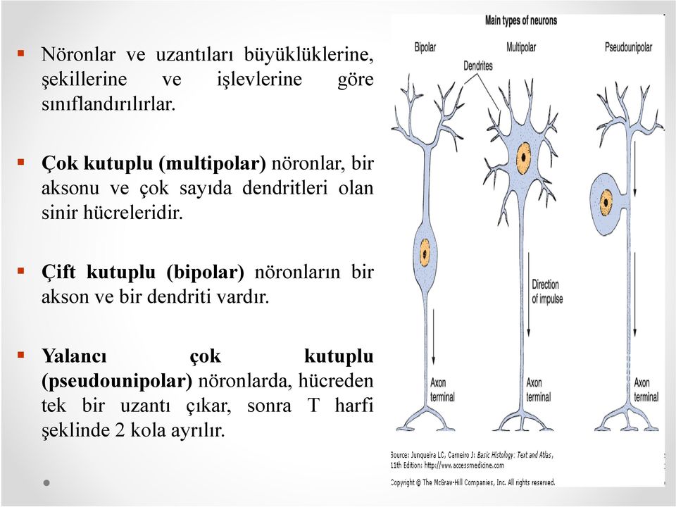 hücreleridir. Çift kutuplu (bipolar) nöronların bir akson ve bir dendriti vardır.