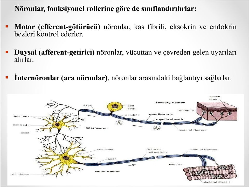 kontrol ederler.