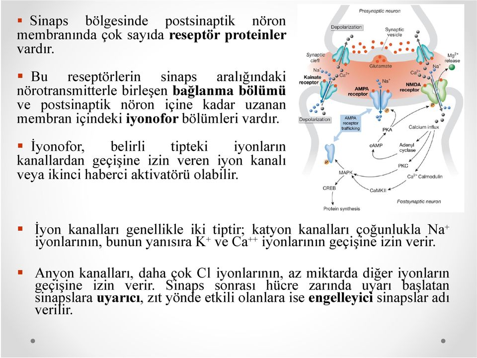 İyonofor, belirli tipteki iyonların kanallardan geçişine izin veren iyon kanalı veya ikinci haberci aktivatörü olabilir.