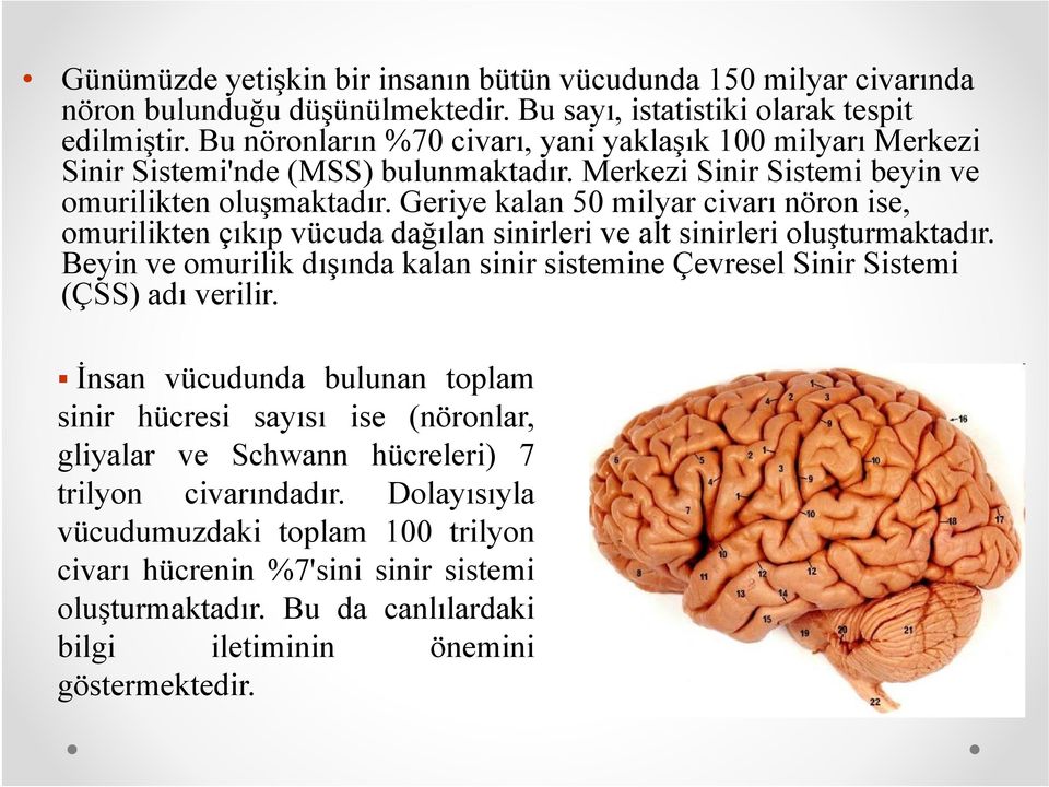 Geriye kalan 50 milyar civarı nöron ise, omurilikten çıkıp vücuda dağılan sinirleri ve alt sinirleri oluşturmaktadır.