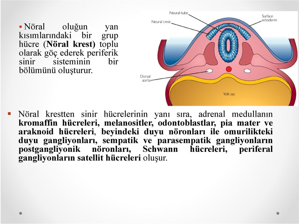 Nöral krestten sinir hücrelerinin yanı sıra, adrenal medullanın kromaffin hücreleri, melanositler, odontoblastlar, pia
