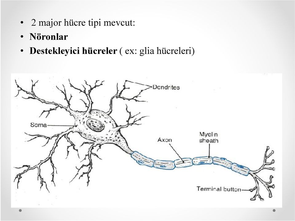 Destekleyici