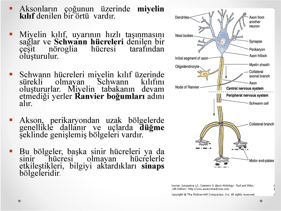 Schwann hücreleri miyelin kılıf üzerinde sürekli olmayan Schwann kılıfını oluştururlar.