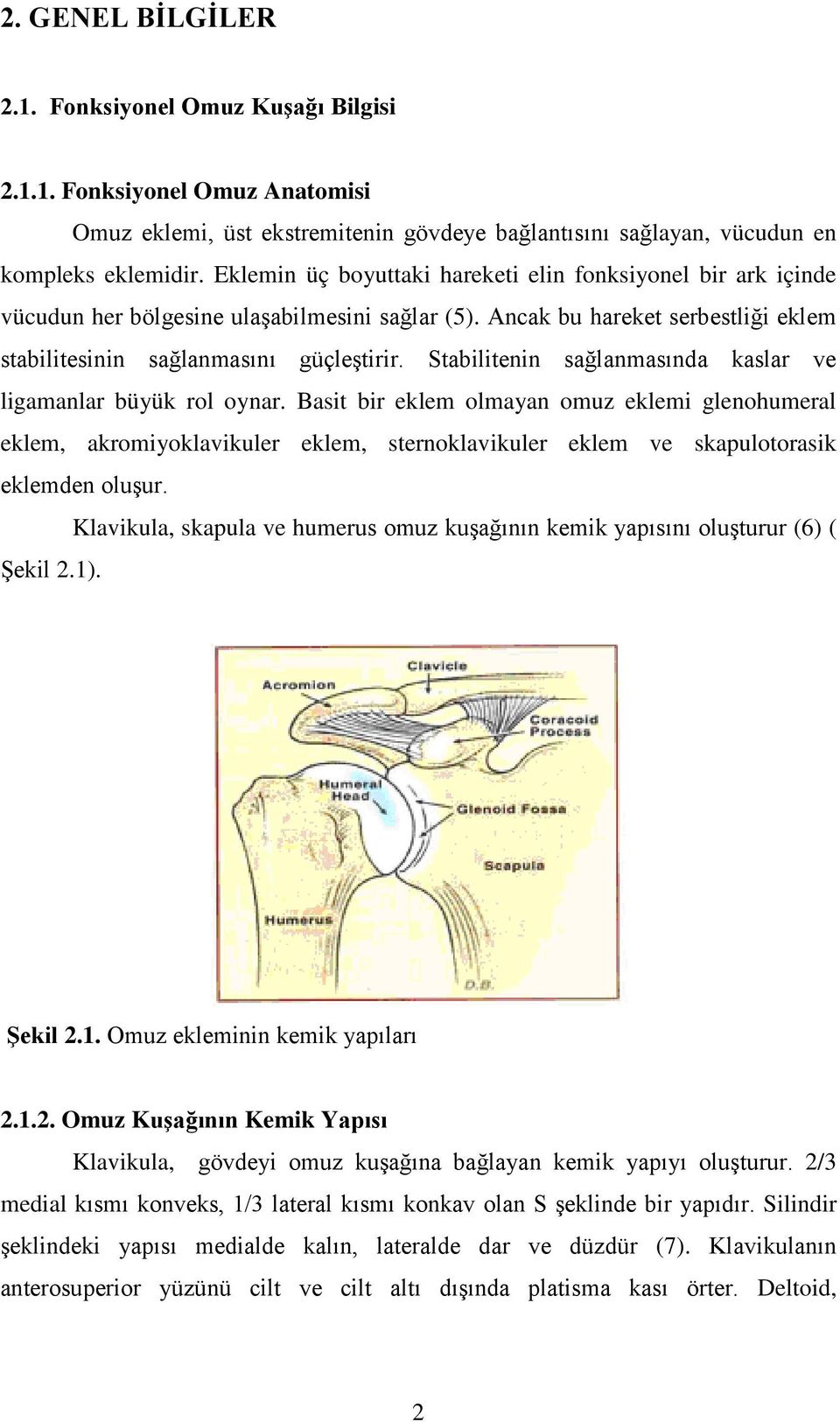 Stabilitenin sağlanmasında kaslar ve ligamanlar büyük rol oynar.