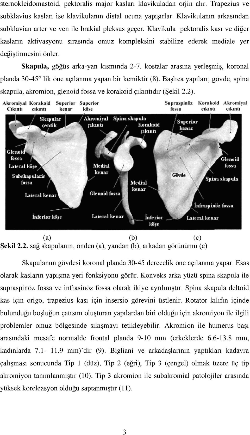 Klavikula pektoralis kası ve diğer kasların aktivasyonu sırasında omuz kompleksini stabilize ederek mediale yer değiştirmesini önler. Skapula, göğüs arka-yan kısmında 2-7.