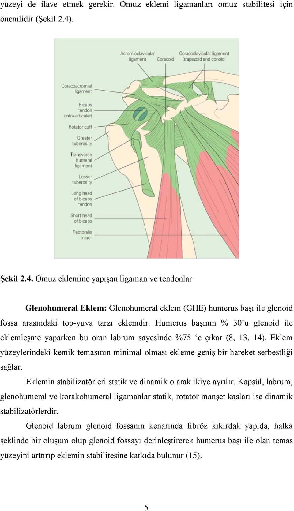 Humerus başının % 30 u glenoid ile eklemleşme yaparken bu oran labrum sayesinde %75 e çıkar (8, 13, 14).