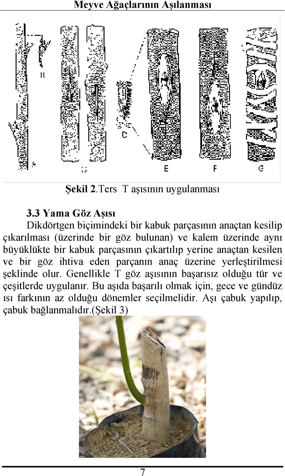 üzerinde aynı büyüklükte bir kabuk parçasının çıkartılıp yerine anaçtan kesilen ve bir göz ihtiva eden parçanın anaç üzerine