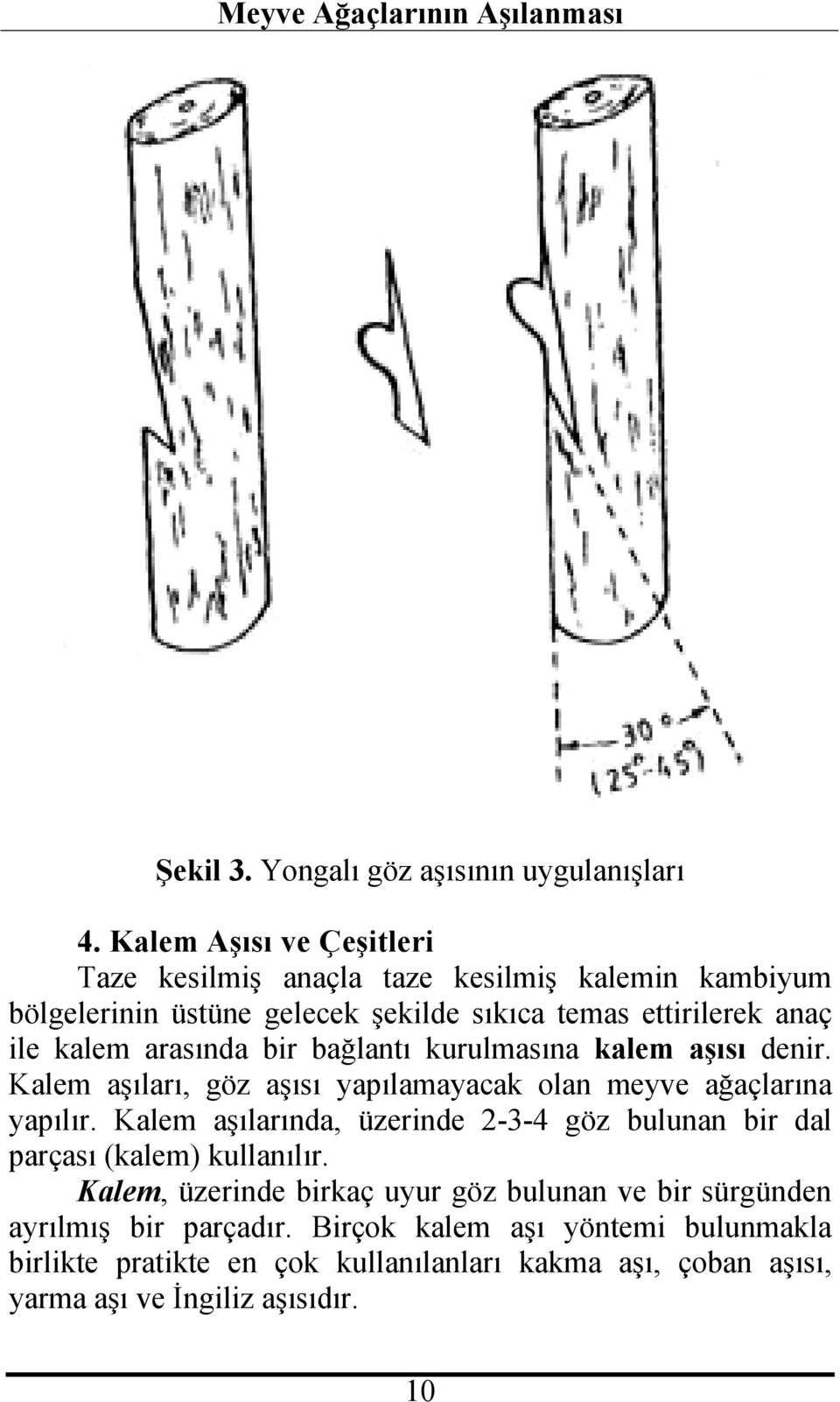 arasında bir bağlantı kurulmasına kalem aşısı denir. Kalem aşıları, göz aşısı yapılamayacak olan meyve ağaçlarına yapılır.