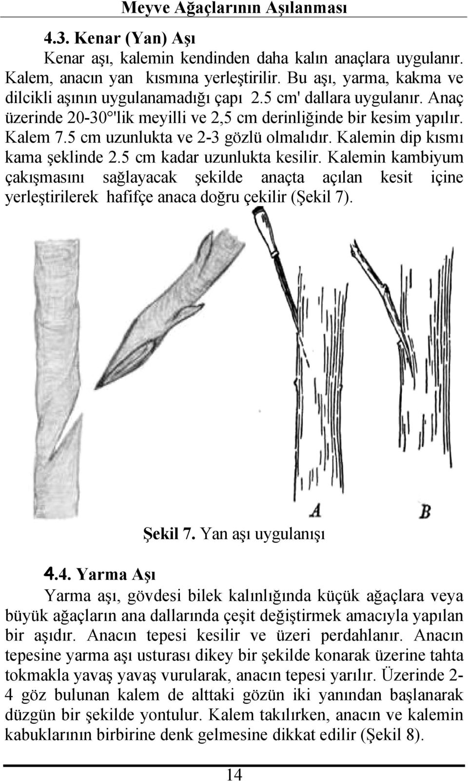 5 cm kadar uzunlukta kesilir. Kalemin kambiyum çakışmasını sağlayacak şekilde anaçta açılan kesit içine yerleştirilerek hafifçe anaca doğru çekilir (Şekil 7). Şekil 7. Yan aşı uygulanışı 4.