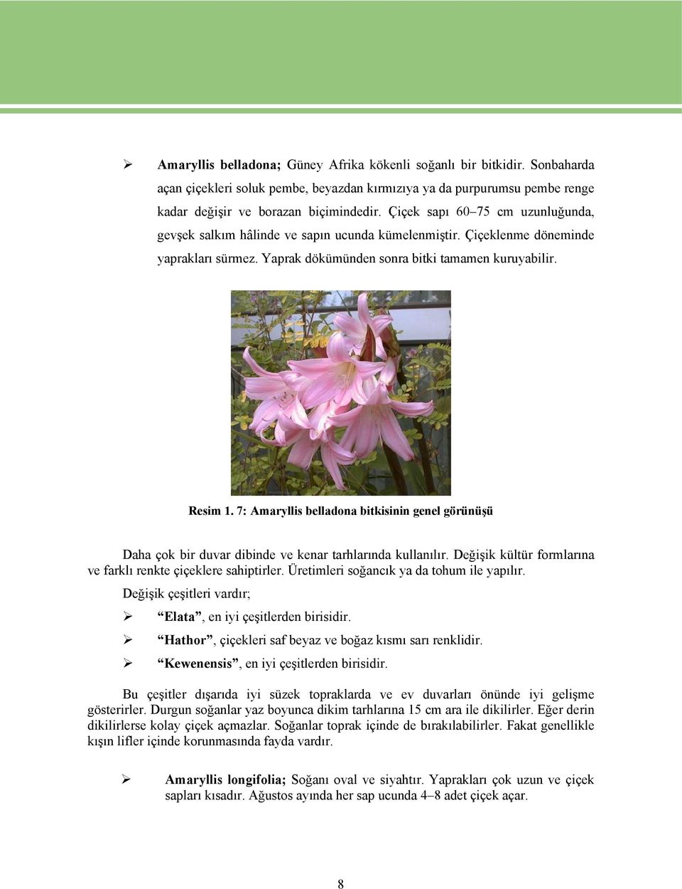 7: Amaryllis belladona bitkisinin genel görünüşü Daha çok bir duvar dibinde ve kenar tarhlarında kullanılır. Değişik kültür formlarına ve farklı renkte çiçeklere sahiptirler.