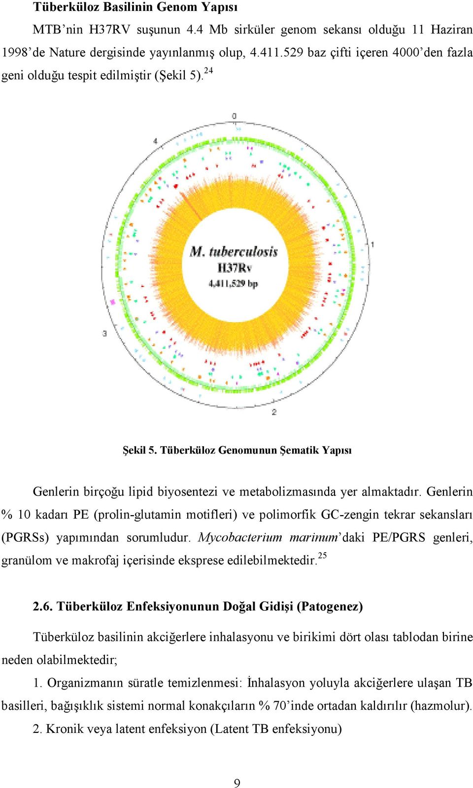 Genlerin % 10 kadarı PE (prolin-glutamin motifleri) ve polimorfik GC-zengin tekrar sekansları (PGRSs) yapımından sorumludur.