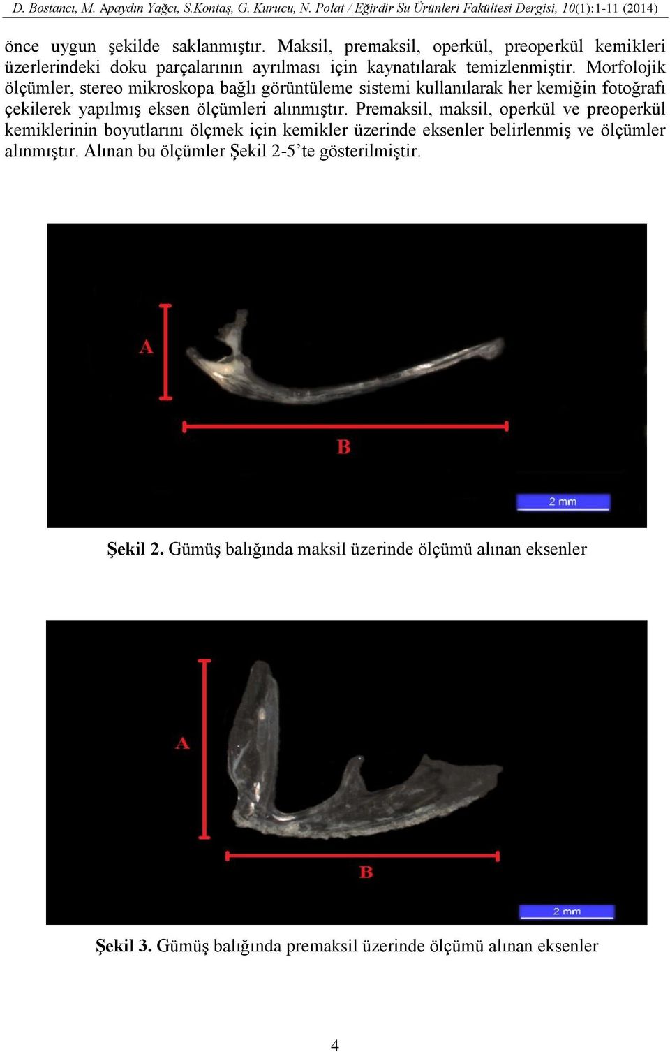 Premaksil, maksil, operkül ve preoperkül kemiklerinin boyutlarını ölçmek için kemikler üzerinde eksenler belirlenmiş ve ölçümler alınmıştır.